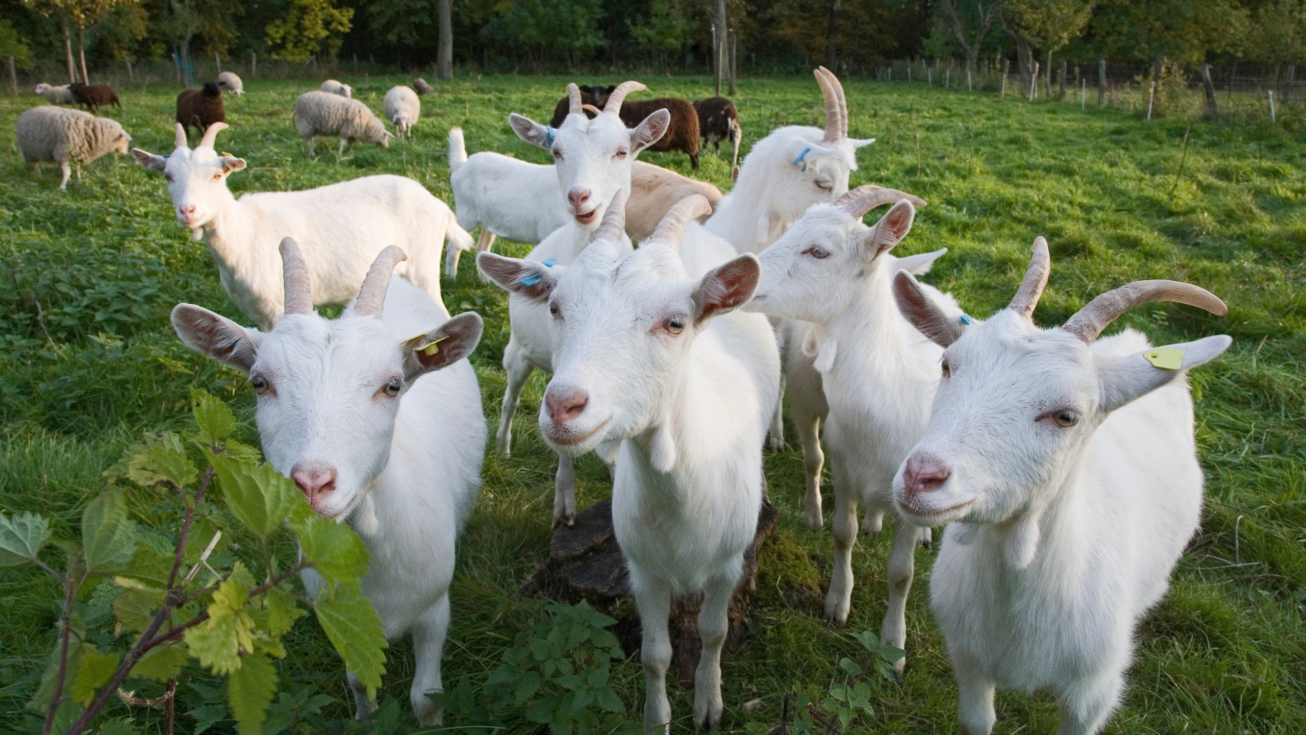 Image is not available