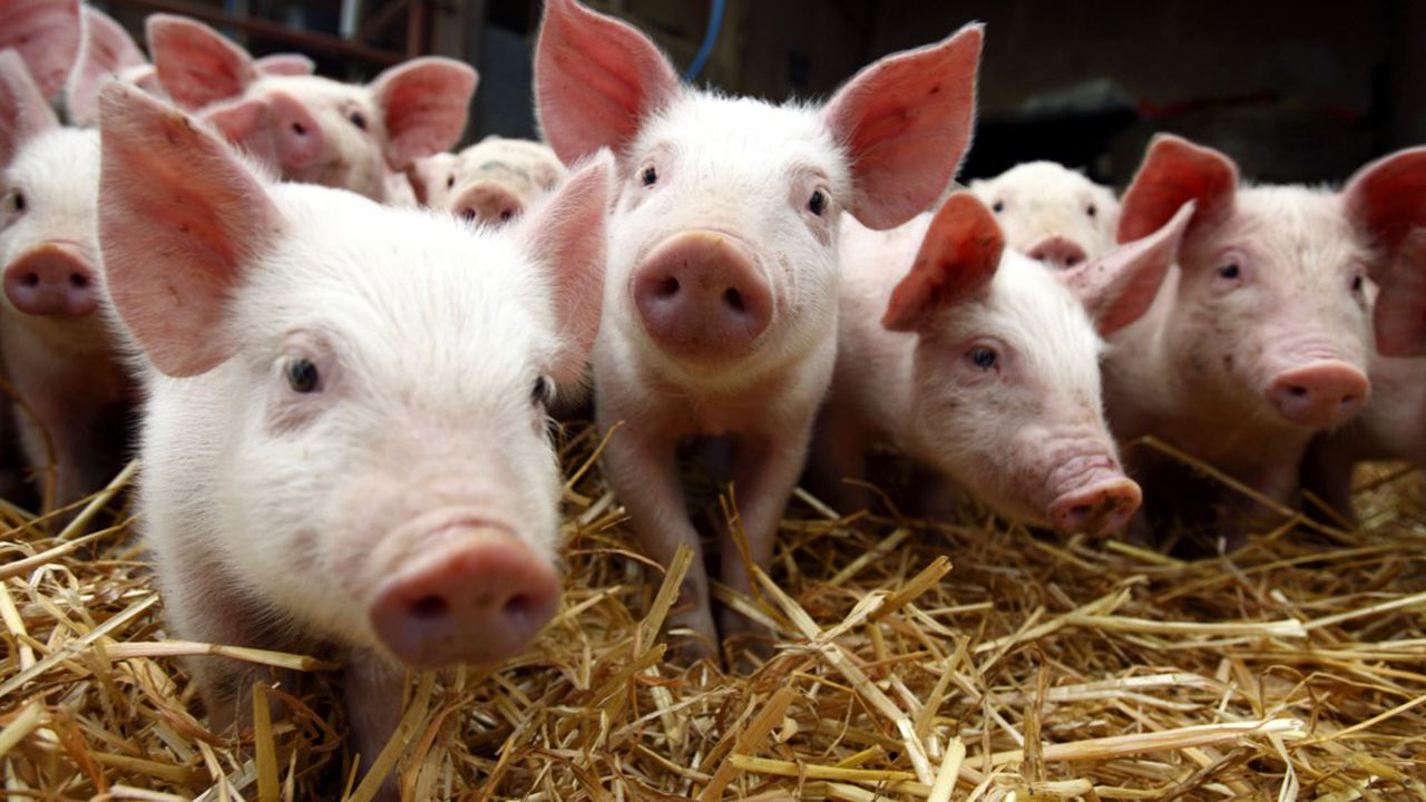 Image is not available